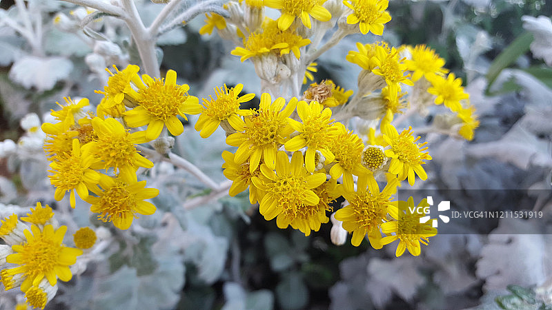 银叶黄花野生植物（菊科，Senecio cineraria）图片素材