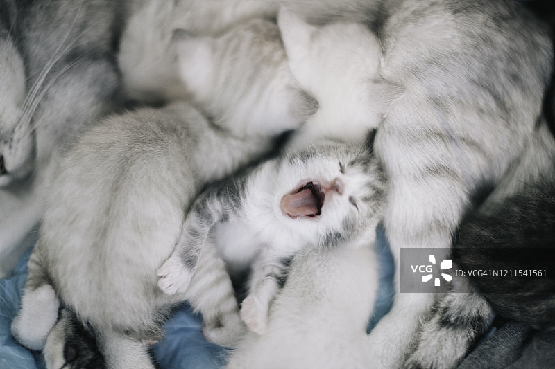 俯拍新生小猫睡在沙发上图片素材