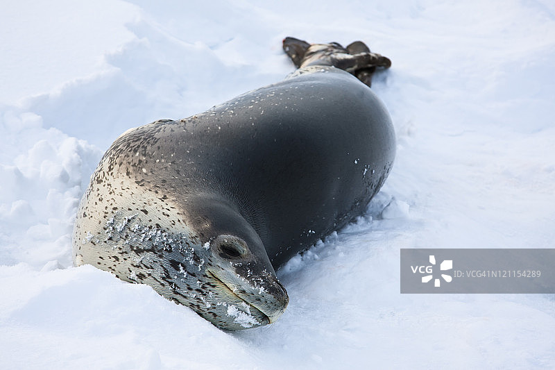 灰海豹图片素材