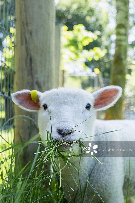 小羊羔图片素材