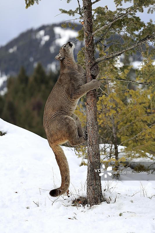 冬季雪地树干上捕猎的美洲狮图片素材
