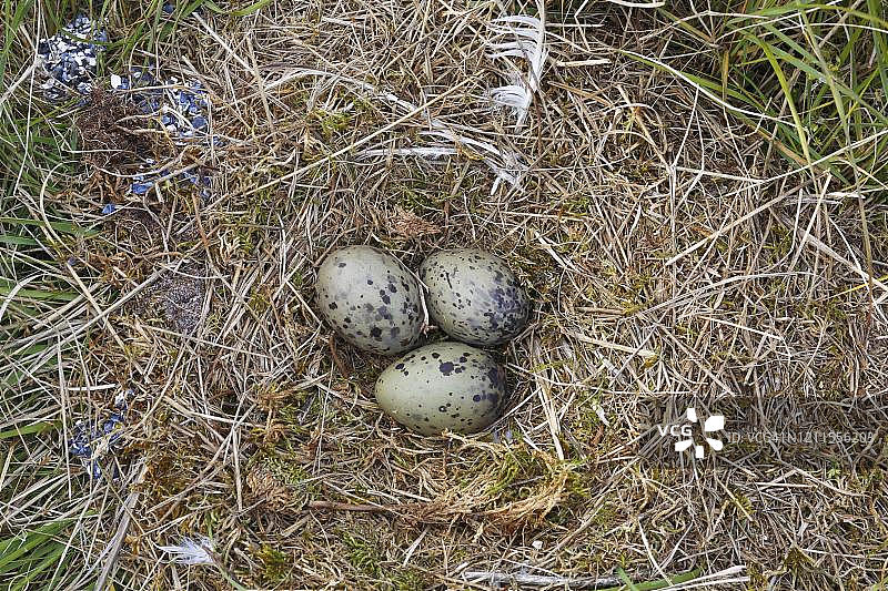 黑背鸥鸟蛋，德国下萨克森瓦登海国家公园东弗里西亚群岛图片素材