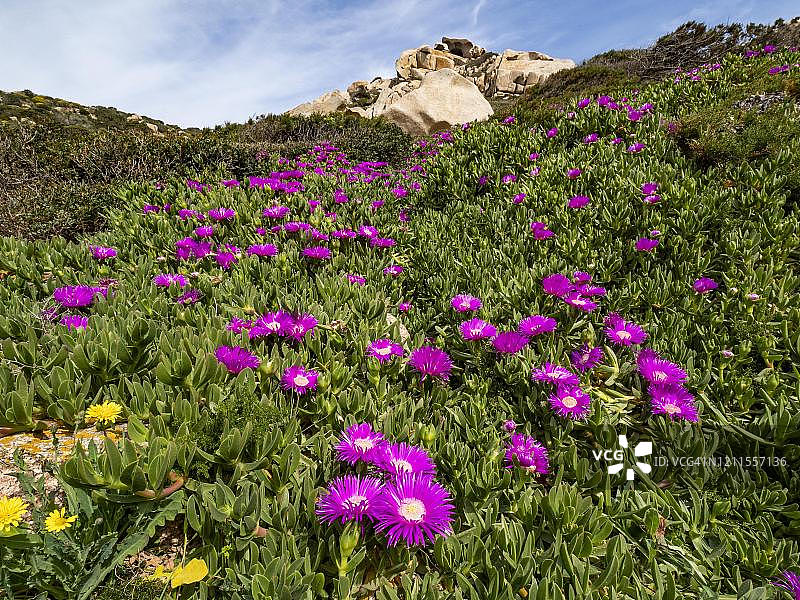 午时花在意大利撒丁岛卡波特斯塔图片素材