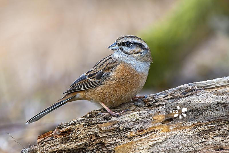 岩鹀，栖息在枯木上，奥地利蒂罗尔图片素材