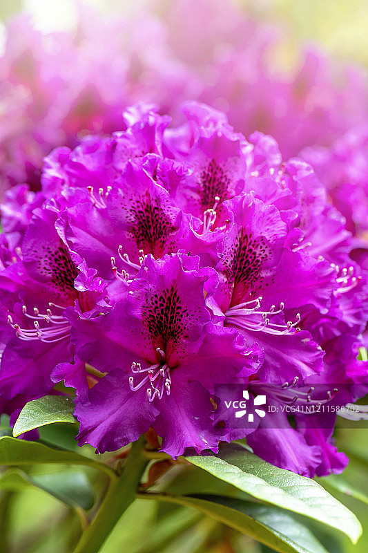 鲜艳的深粉色杜鹃花微距特写图片素材