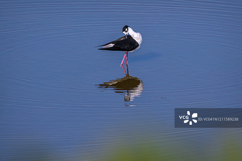 黑颈长脚鹬在佛罗里达州那不勒斯附近千岛国家野生动物保护区的沼泽中梳理羽毛图片素材