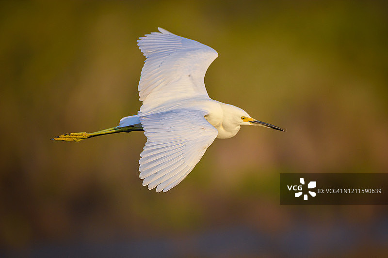 雪鹭飞过佛罗里达州那不勒斯附近图片素材