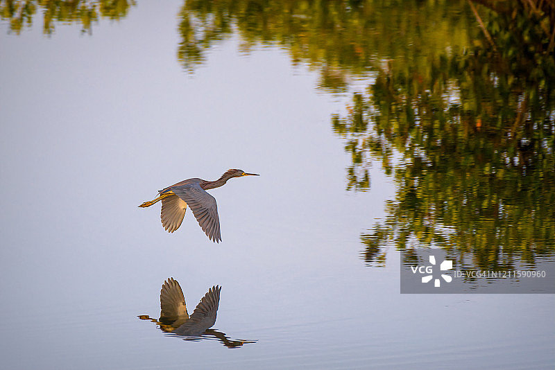 飞行中的小蓝鹭，倒影在佛罗里达州那不勒斯附近的千岛国家野生动物保护区沼泽上图片素材