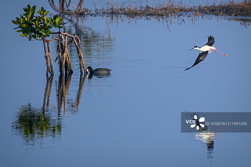 黑颈长脚鹬飞过佛罗里达州那不勒斯附近千岛国家野生动物保护区的沼泽图片素材