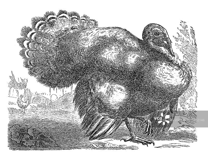 土耳其鸟类动物雕刻古图：猛禽和雉科鸟类，1894年大众百科全书出版图片素材