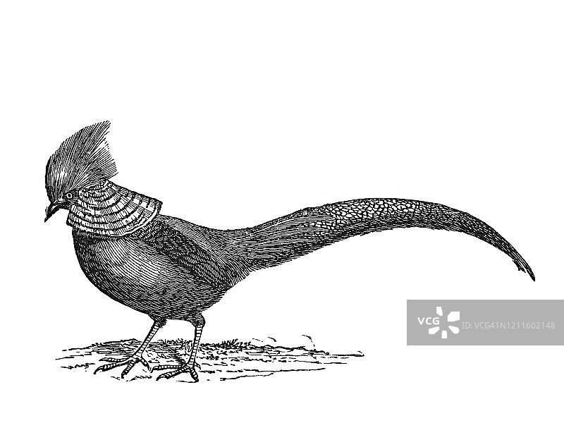 雄性红腹锦鸡古董雕刻插图图片素材