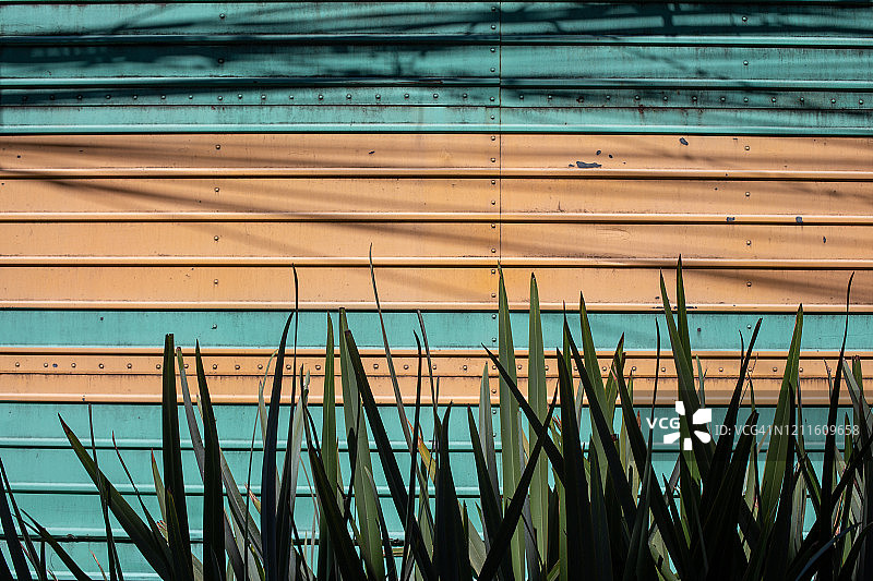 墨西哥城植物与色彩图片素材