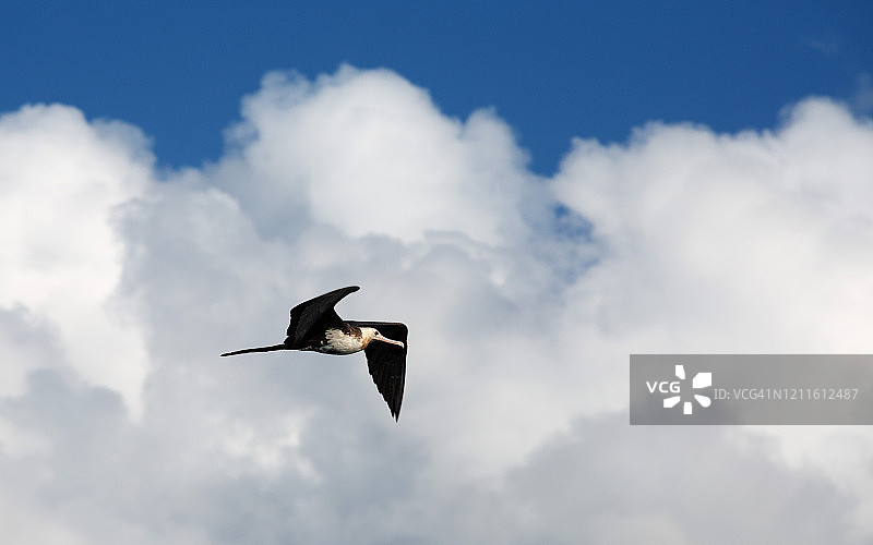 军舰鸟和云彩图片素材