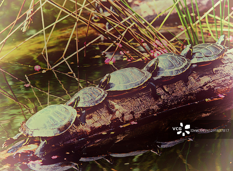 一排可爱的乌龟图片素材