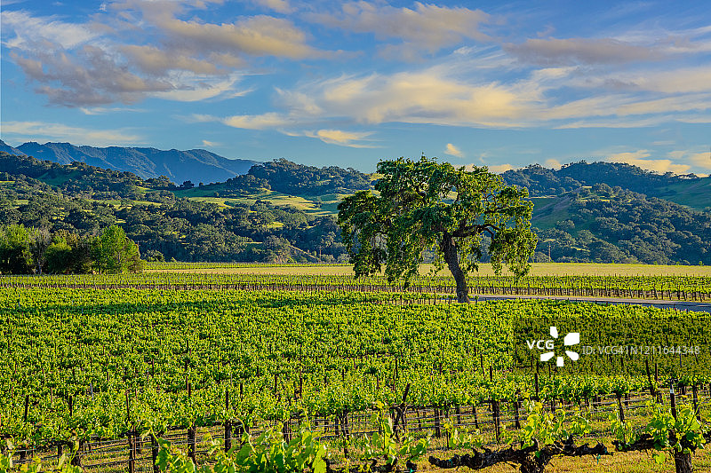圣巴巴拉圣伊内斯山谷的春季葡萄园图片素材