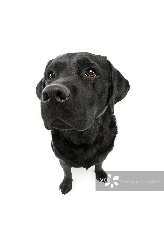 可爱的拉布拉多寻回犬的影棚照片图片素材