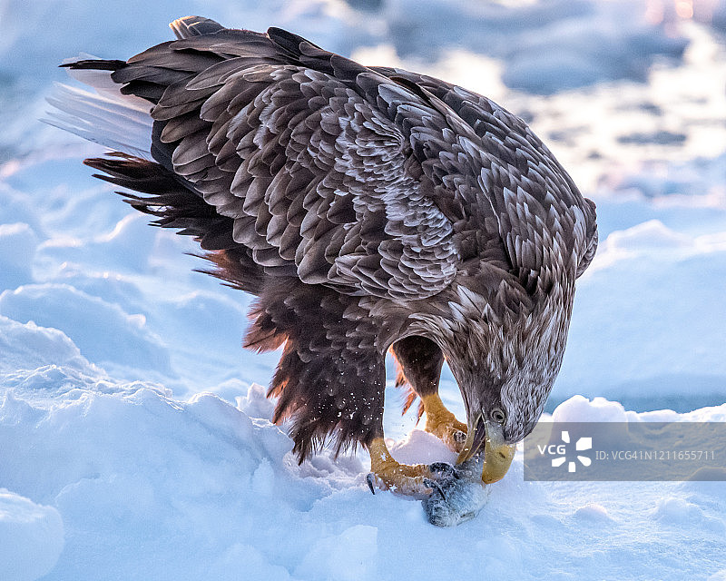 白尾鹰图片素材