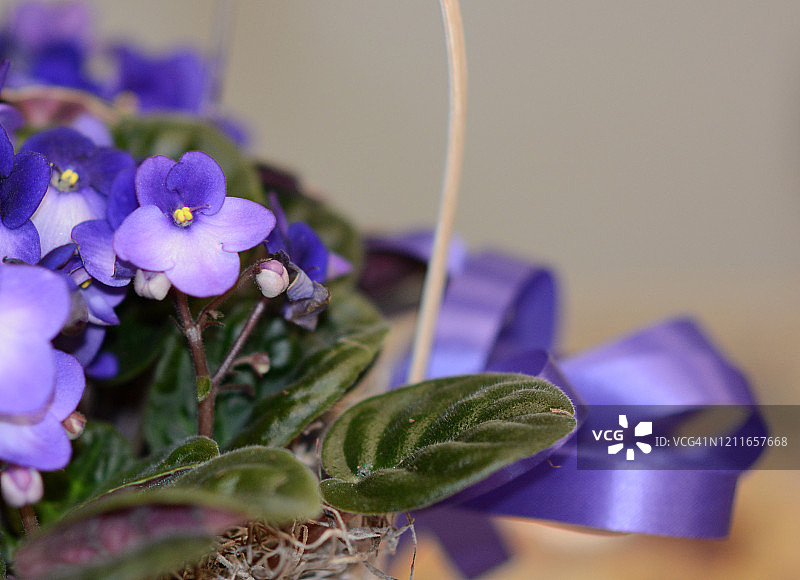 非洲堇盆栽图片素材