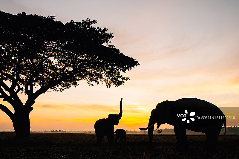 日出时分热带雨林草地上行走的一群野生大象图片素材