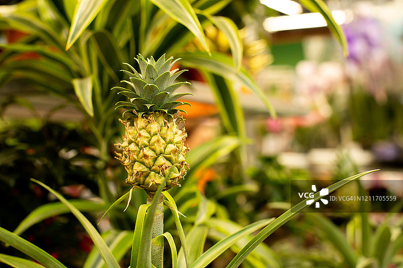 温室中成熟的黄色菠萝图片素材