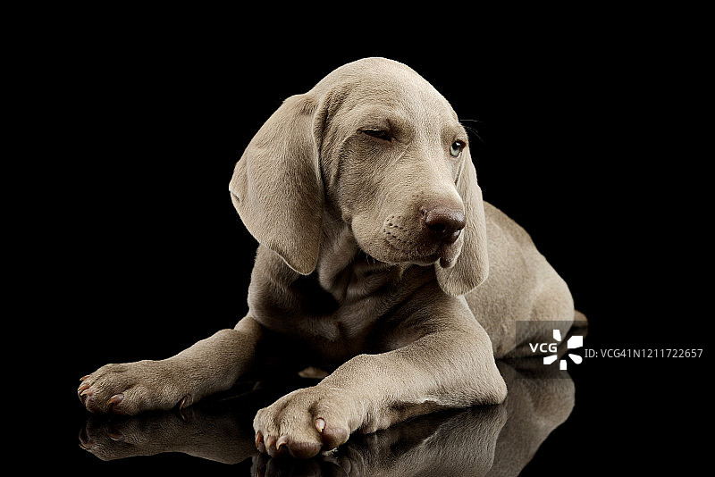 摄影棚拍摄：美丽的威玛猎犬幼犬图片素材