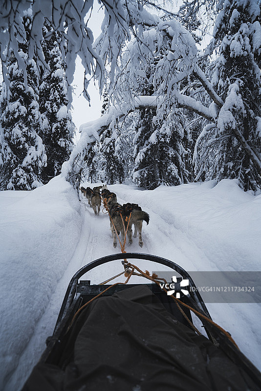 哈士奇犬选拔赛图片素材