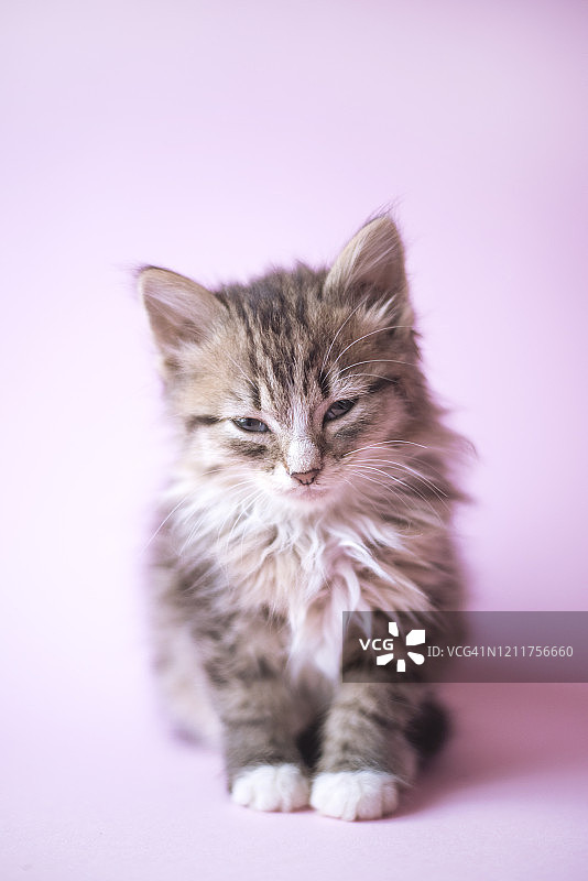 粉色背景上可爱困倦的小猫图片素材