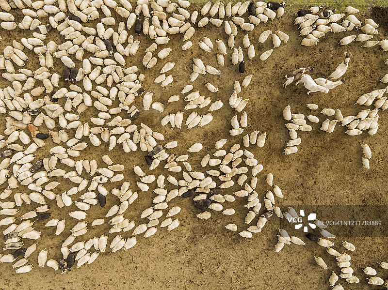 冰岛中部高地的绵羊围捕航拍图片素材