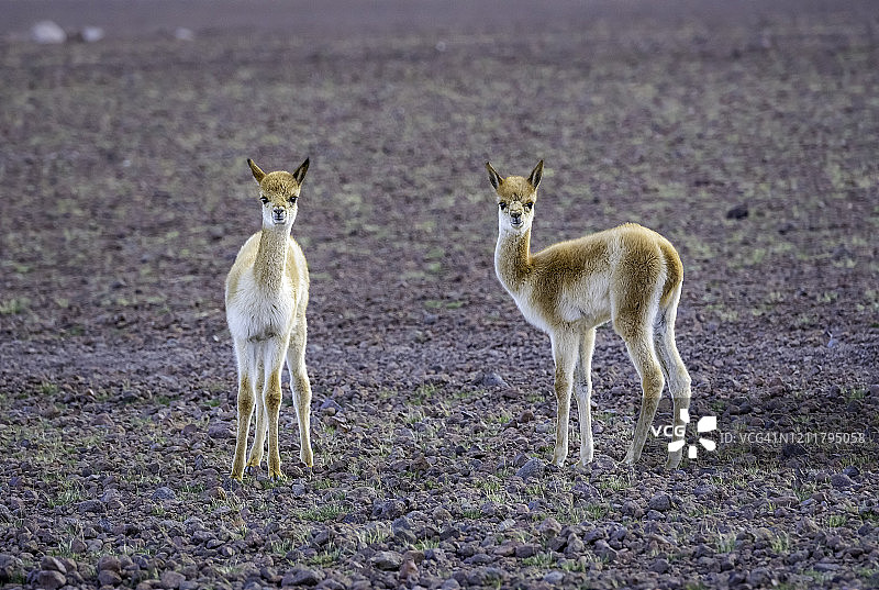 原驼（爱德华多·阿瓦罗安第斯山脉动物国家保护区，玻利维亚）图片素材