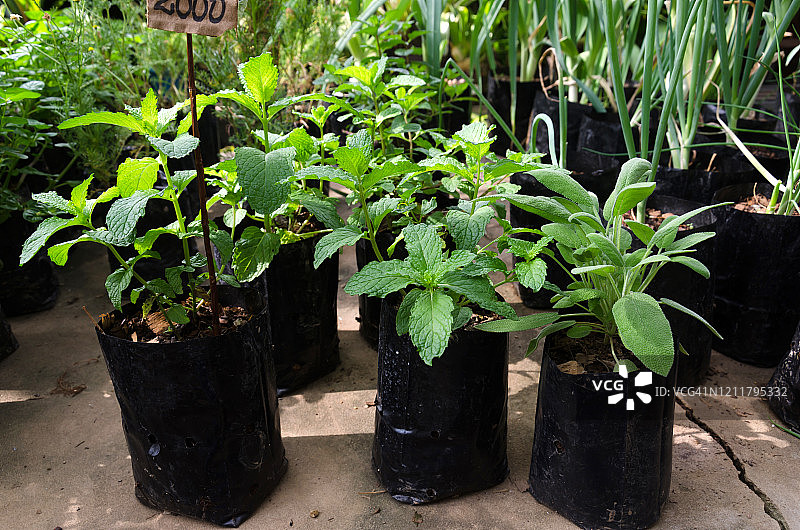 药草园中生长的薄荷和鼠尾草图片素材