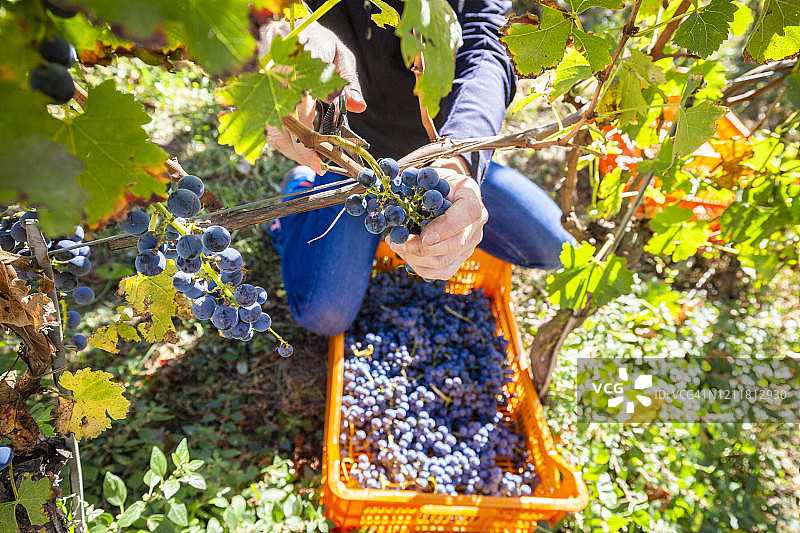 人工采摘葡萄，用于酿酒，意大利瓦尔泰利纳图片素材