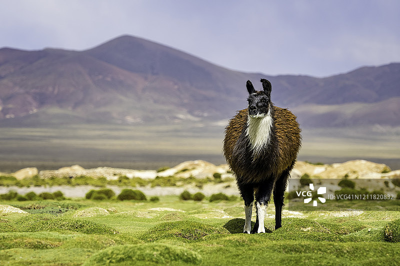玻利维亚草地上背景是山脉的羊驼图片素材