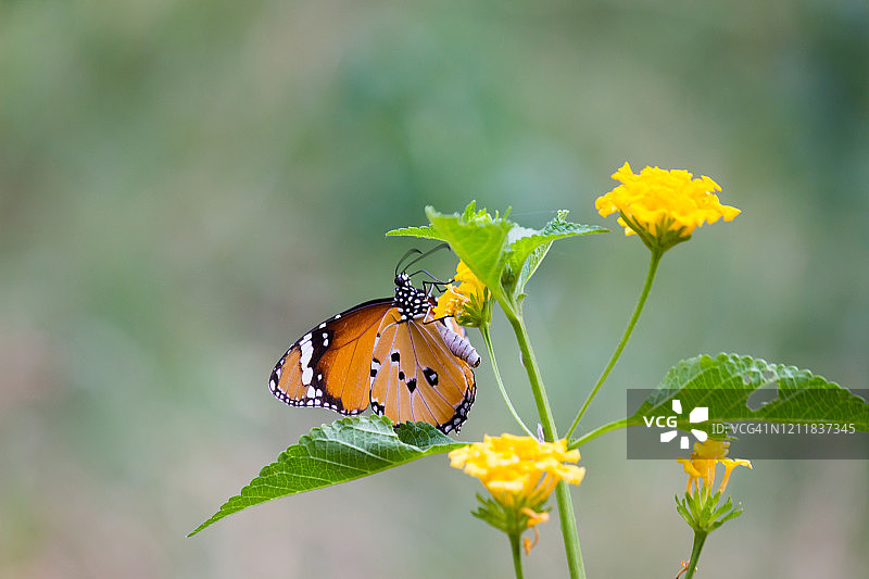 虎斑蝶图片素材