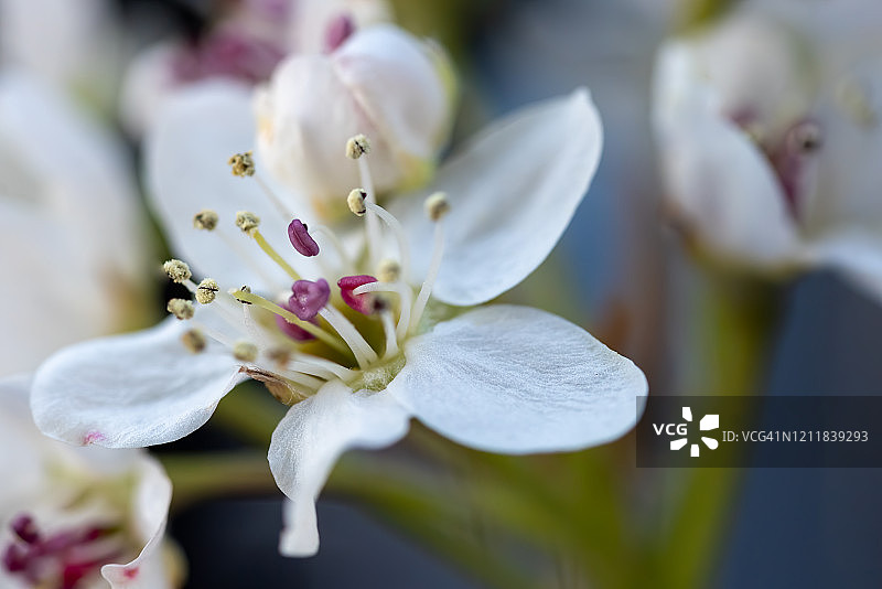 春天的花朵图片素材