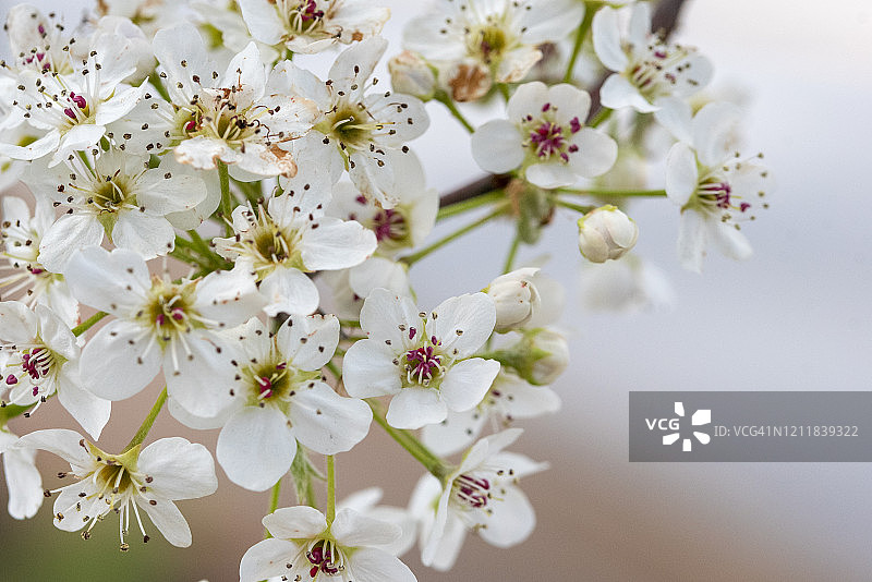 春天的花朵图片素材