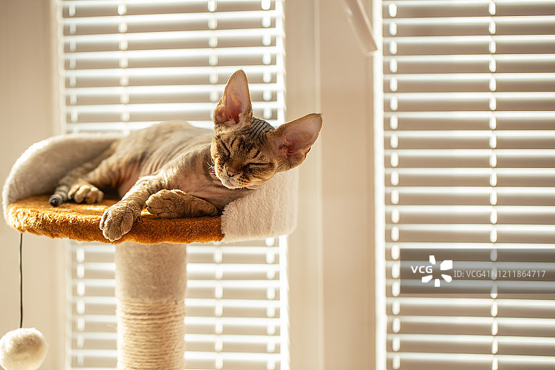 小猫在窗前猫抓板的猫床上小憩图片素材