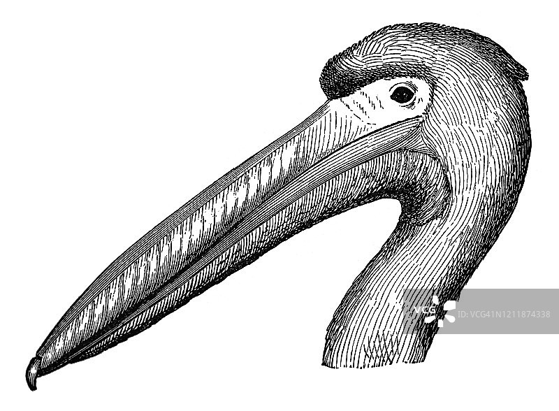 鹈鹕头部：鸟类学涉水和游泳鸟类古老雕刻插图图片素材