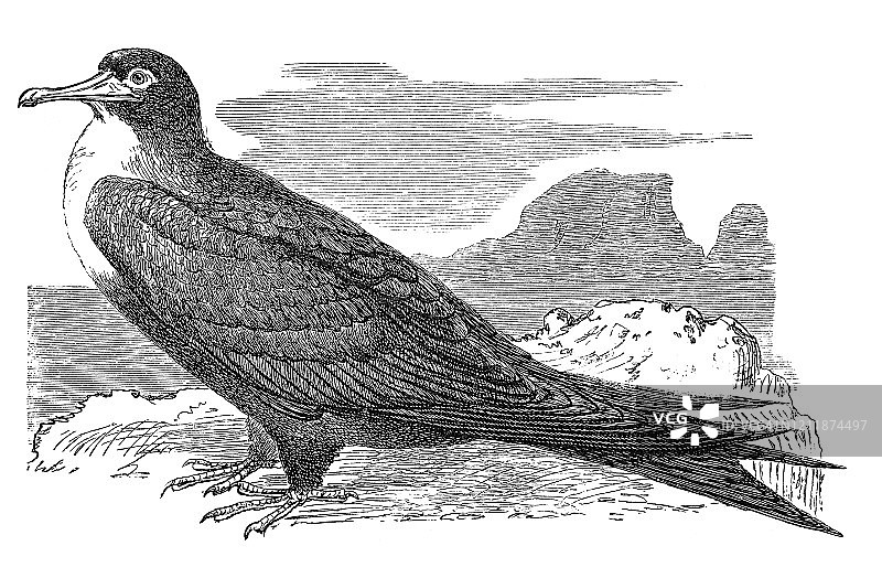 军舰鸟老式雕刻插图，鸟类学 - 游禽图片素材