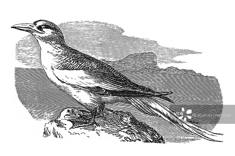 热带鸟，鸟类学-游泳鸟类的古老版画，1894年出版的流行百科全书图片素材