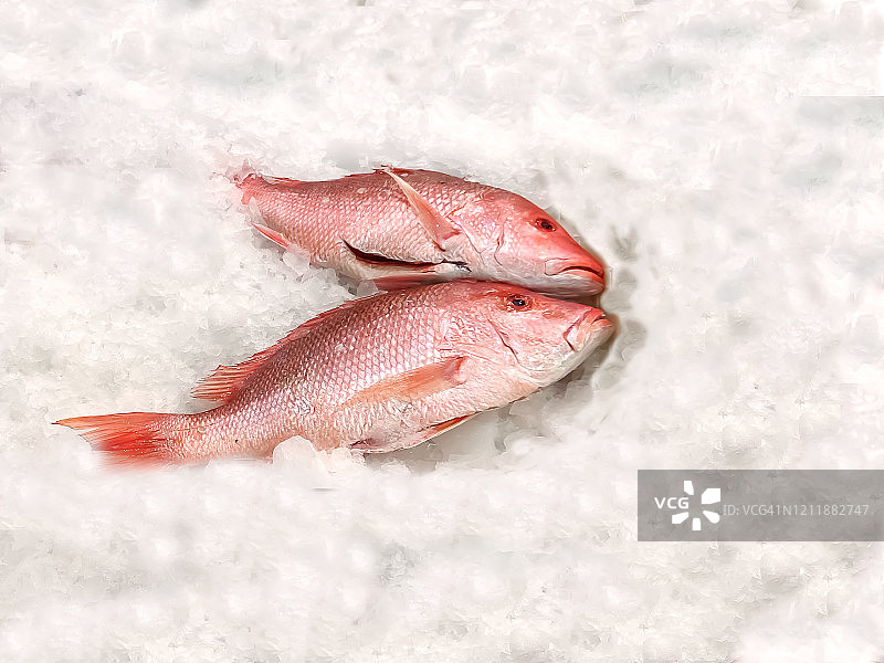 鱼市冰鲜红鲷鱼图片素材
