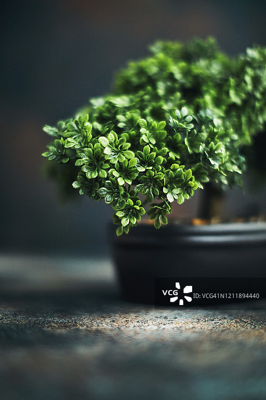 微型盆景树图片素材