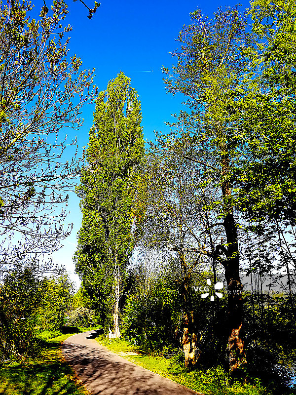 杨树是杨柳科植物的一个属图片素材
