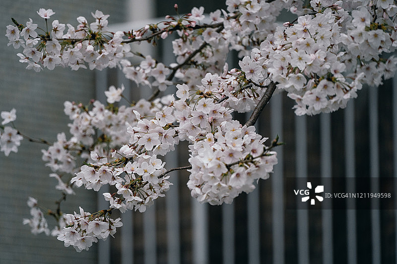 东京春季盛开的樱花（东京樱花有轨电车）图片素材