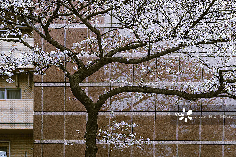 城市建筑和高大的樱花树图片素材