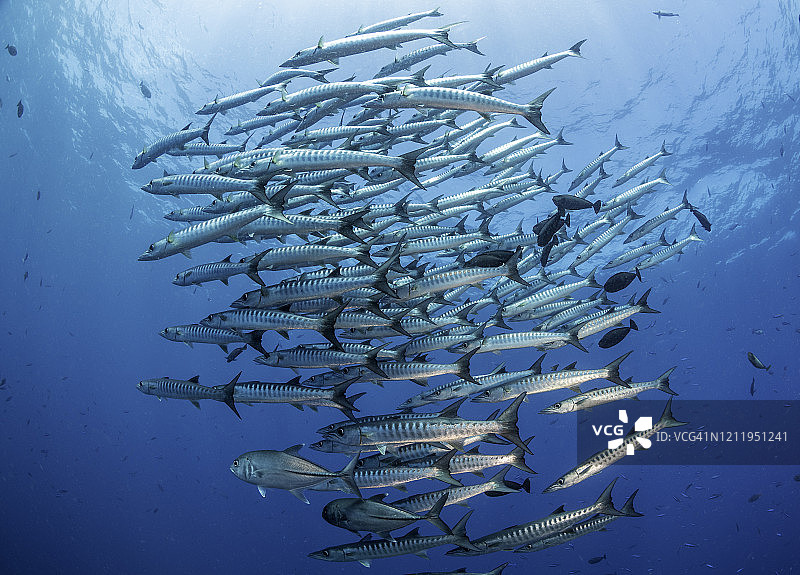巴布亚新几内亚金贝湾的大群金梭鱼图片素材