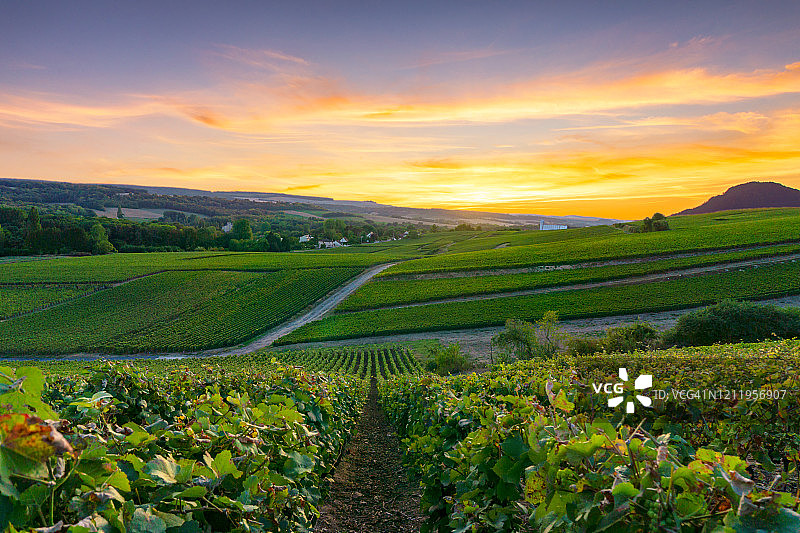 列葡萄藤葡萄在香槟葡萄园的蒙特尼德兰斯图片素材