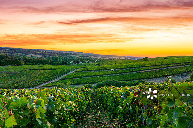 列葡萄藤葡萄在香槟葡萄园的蒙特尼德兰斯图片素材