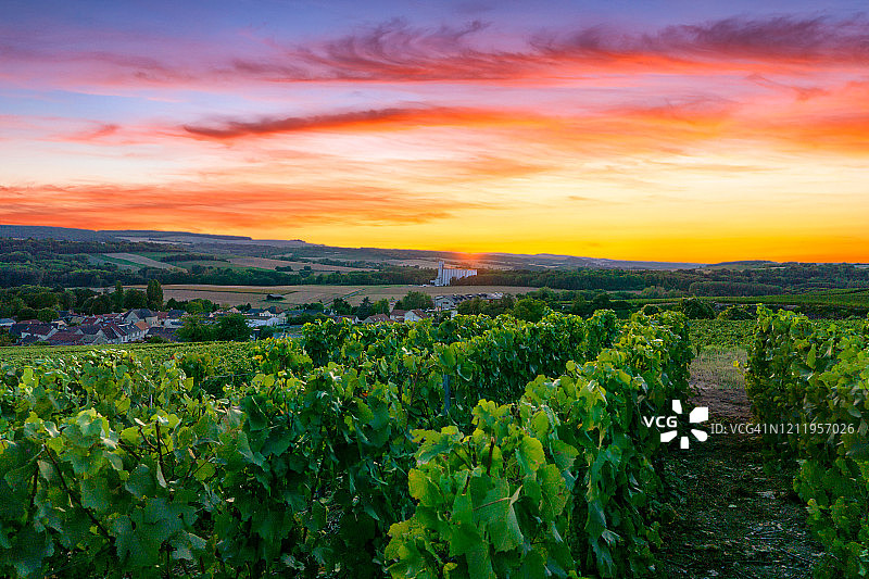 列葡萄藤葡萄在香槟葡萄园的蒙特尼德兰斯图片素材