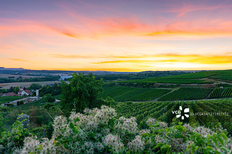 列葡萄藤葡萄在香槟葡萄园的蒙特尼德兰斯图片素材