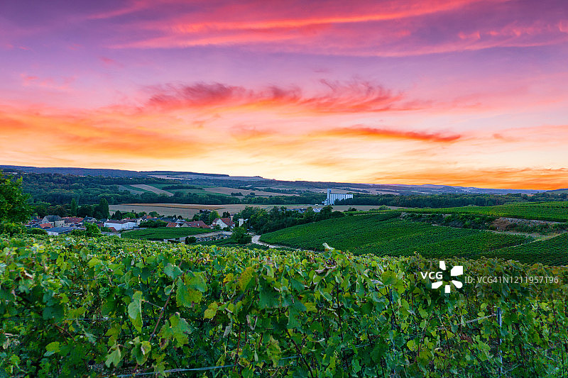 列葡萄藤葡萄在香槟葡萄园的蒙特尼德兰斯图片素材